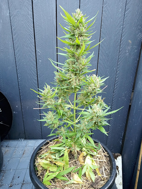 Image #1 from John Scotese