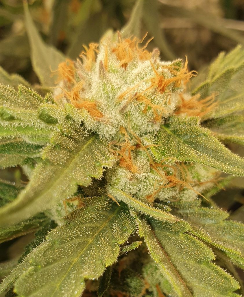 Image #1 from Alfredo