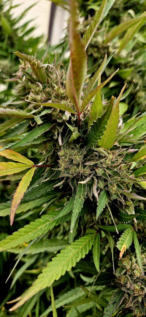 Image #1 from Simon Thwaites