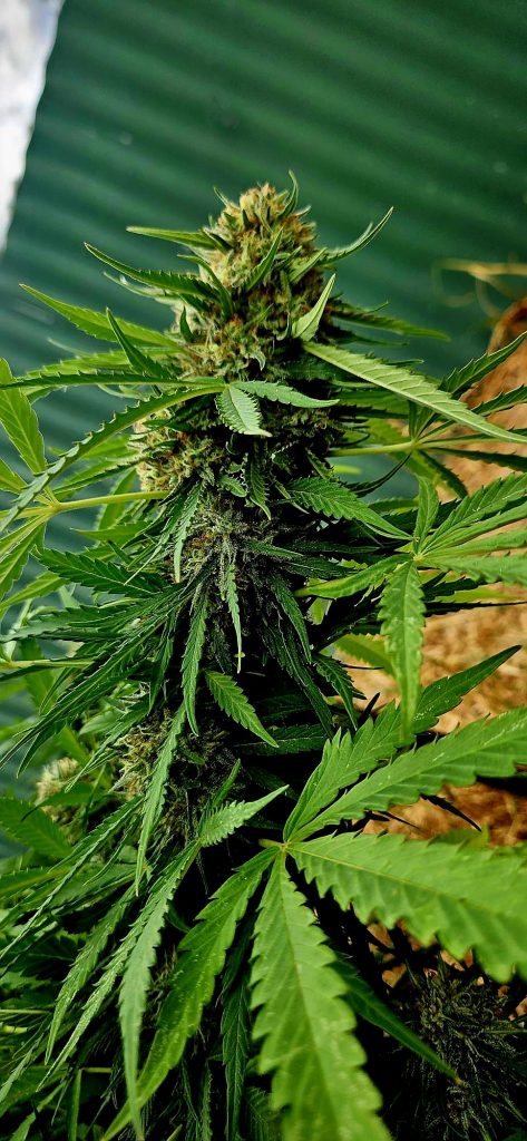 Image #2 from Simon Thwaites