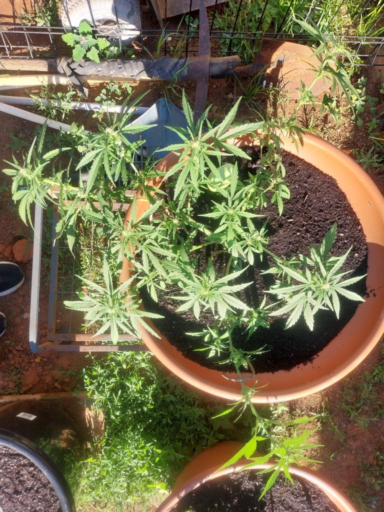 Image #1 from David Siklosi