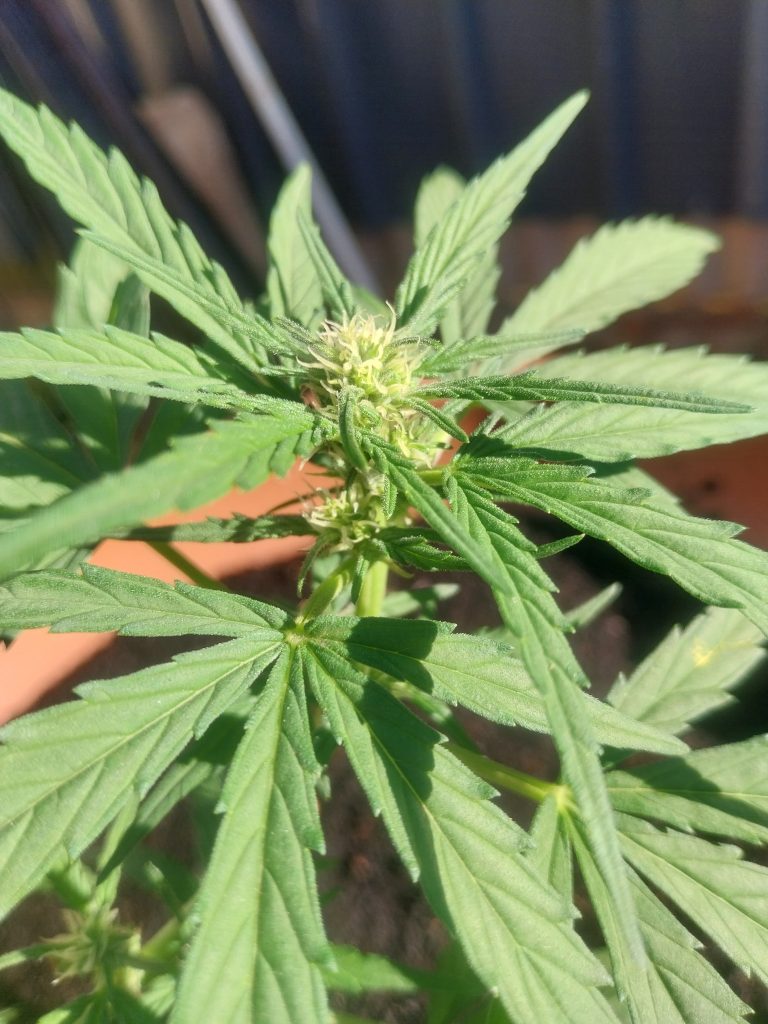 Image #2 from David Siklosi