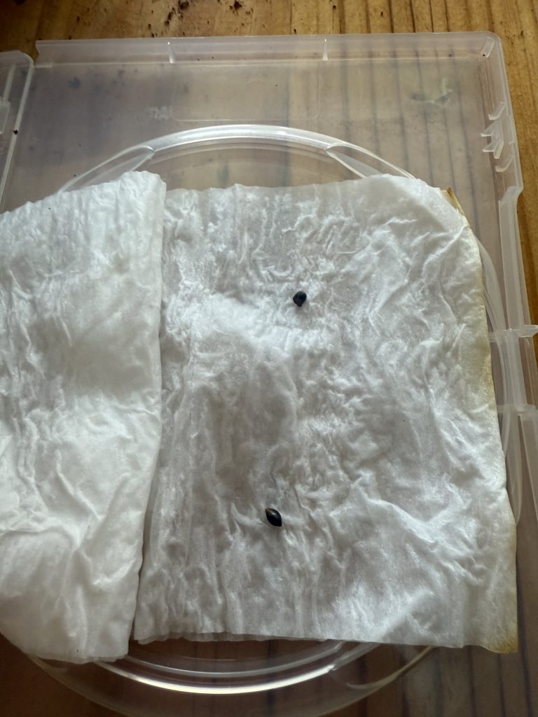 Image #1 from christoher sammons